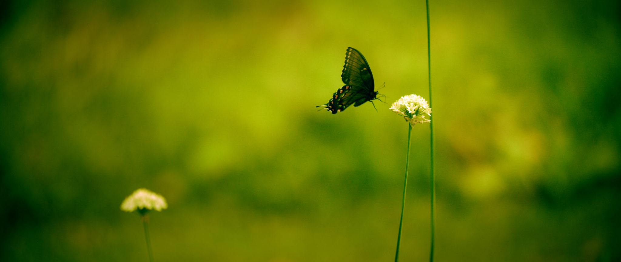 Wish You Were Here - docuseries by MAKE/FILMS