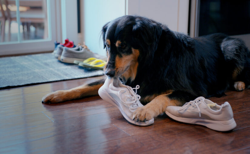 Safer Home’s Brand Launch Videos